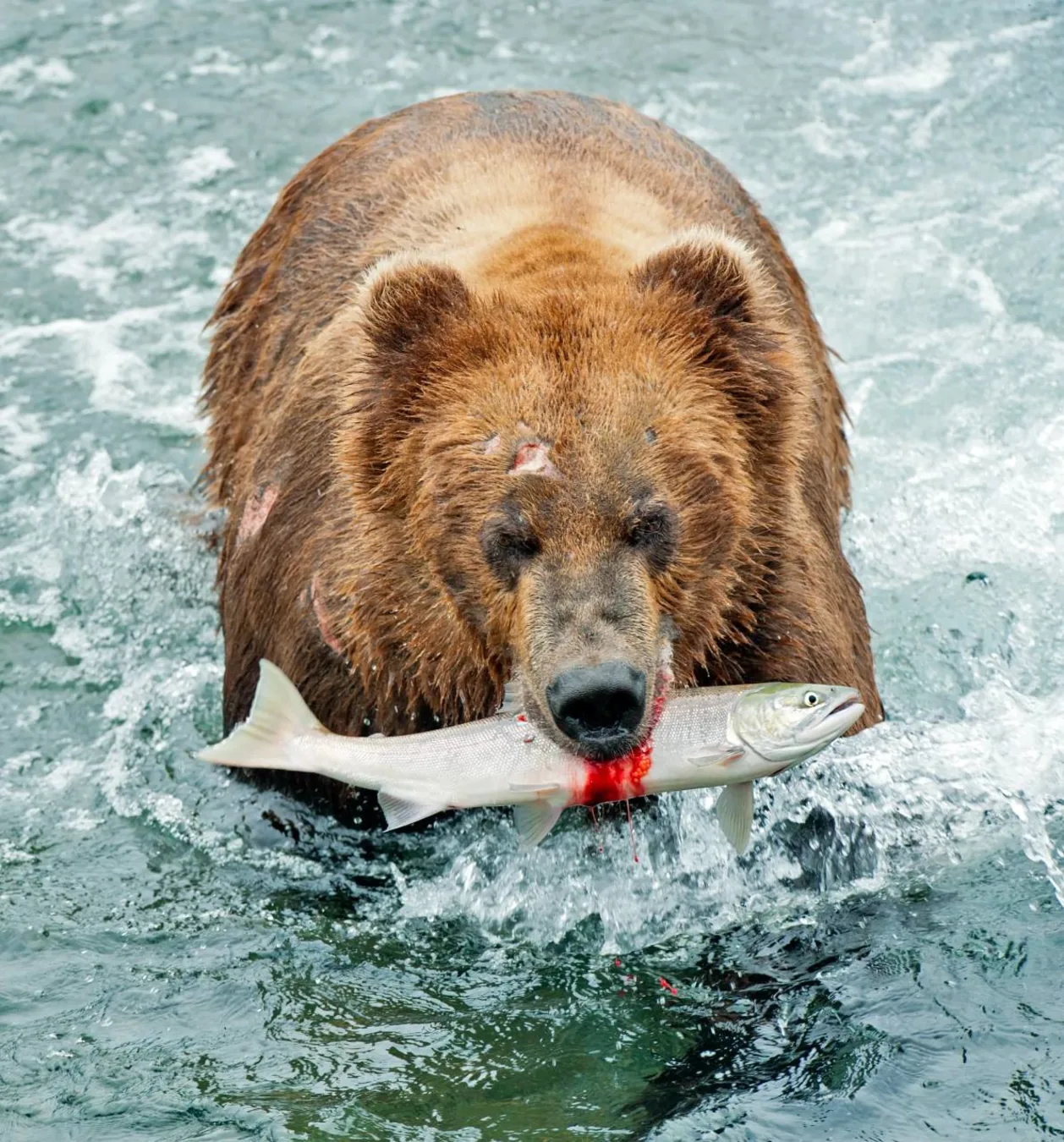 Brown bear with fresh salmon